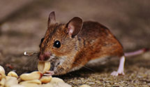 24 Hour & Emergency Exterminators in Parlin, NJ